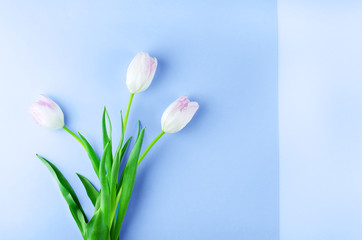 Bouquet of tulips on a classic blue background.
