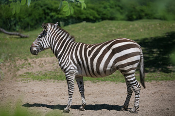 Fototapeta na wymiar A striped zebra, a black and white striped horse stands on a green field on a sunny summer day. Animal world.