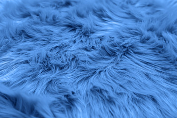 Fur background toned blue color. Sheepskin background and texture.