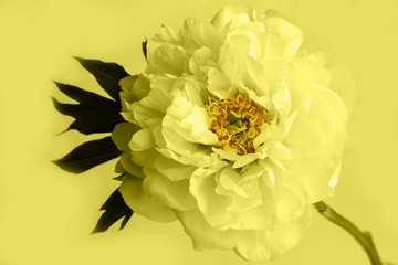 Single yellow peony flower on yellow background