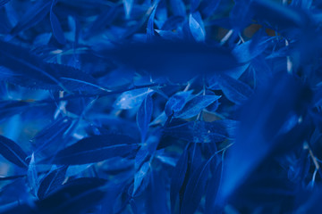 abstract background made of fresh leaves, toned classic blue color, cropped. Color of the year 2020.
