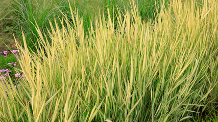 foliage plants are in the garden
