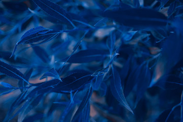 abstract background made of fresh leaves, toned classic blue color, cropped. Color of the year 2020.