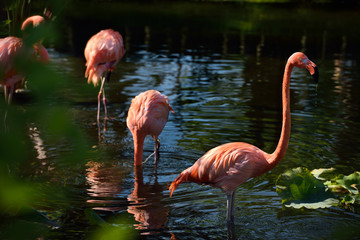 Colony of pink Flamingos feeding while wading in a pond in sunshine
