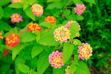 Verbena hybrida Voss