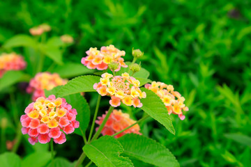 Verbena hybrida Voss