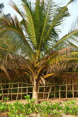 palm tree with coconut fruit