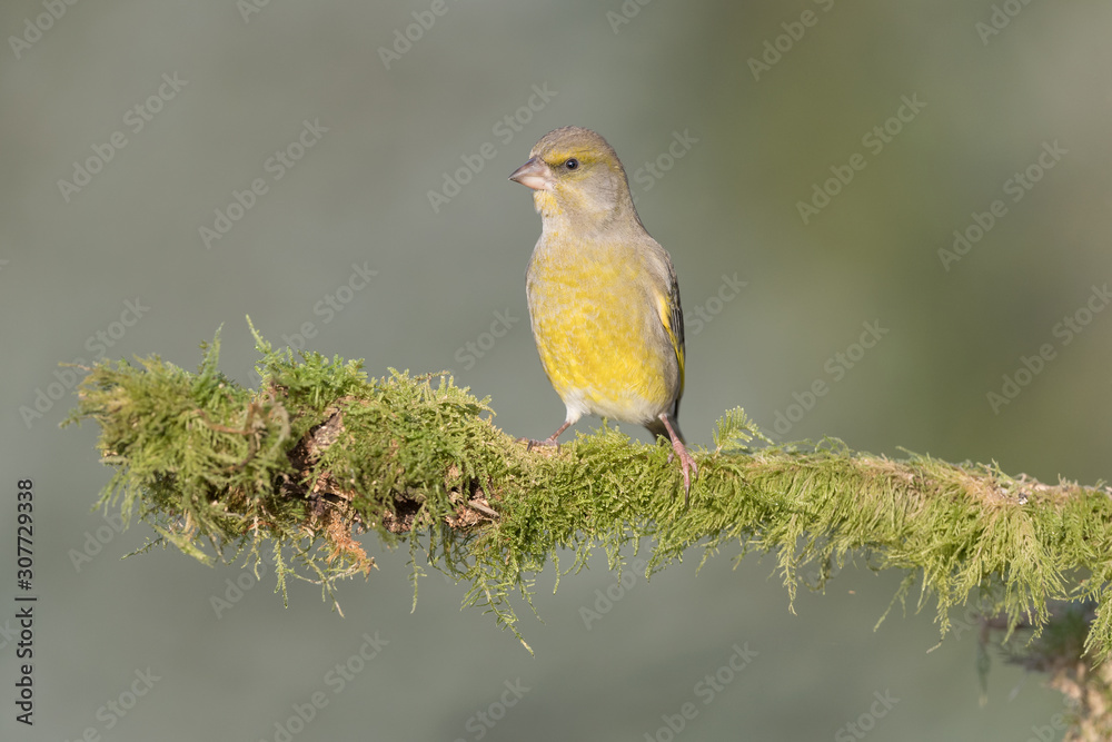 Wall mural The beautiful European greenfinch (Chlrois chloris)