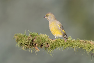 Fototapeta premium European greenfinch inside coniferous forest (Chlrois chloris)
