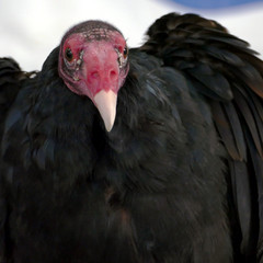 Avvoltoio. Esemplare di uccello rapace. Ritratto