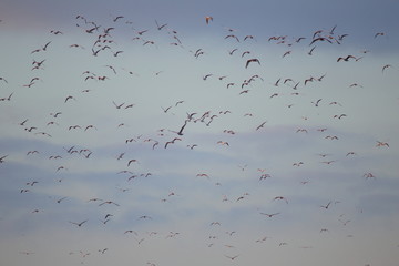 Flock of sea birds in Seaton Wetlands, Devon