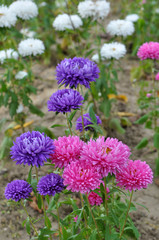 The flower beds grow asters