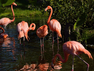 Colony of pink Flamingos grooming while wading in a pond in sun with reflections
