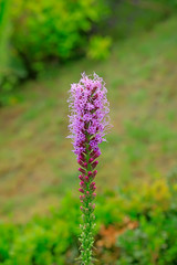 Delphinium elatum in the botanical garden