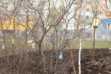Spring. Blooming trees. Birdhouses. Tree without foliage