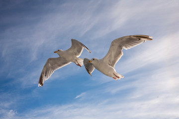 Flugstudie an Möwen