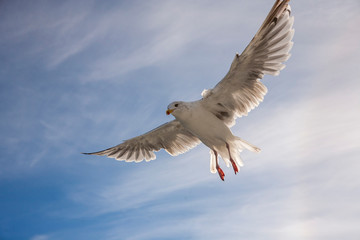 Flugstudie einer Möwe