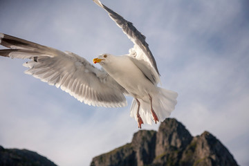 Flugstudie einer Möwe