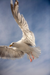 Flugstudie einer Möwe