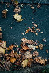 Leafs on the Street