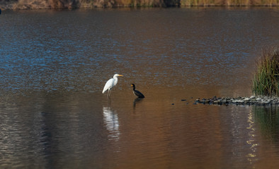 Vogelbegegnung Silberreiher und Kormoran