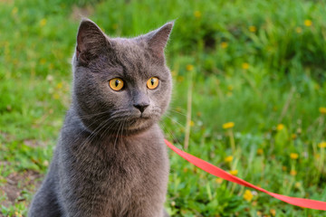 Young British blue shorthair cat in harness. Purebred gray cat with yellow eyes.