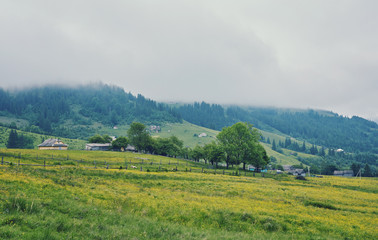 forested rolling hill on a cloudy day. lovely nature scenery of mountainous countryside.