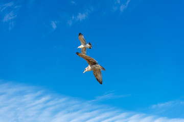 Two seagulls flying in blue sky