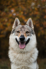 Fototapeta premium portrait of a wolf