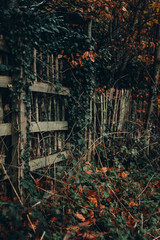 old fence in forrest