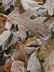 Rime ice on leaves