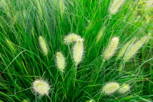 Chinese pennisetum in the park