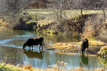 Naklejka premium Cows in a creek 0993