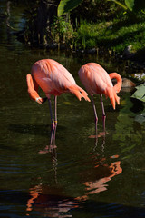Two pink Flamingos grooming while standing in a pond