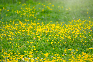 Fototapeta premium Green meadow with yellow wildflowers in the sunlight. Summer or spring background with copy space. Yellow flowers of buttercup mountain Ranunculus montanus.