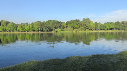 Un pato en un gran lago