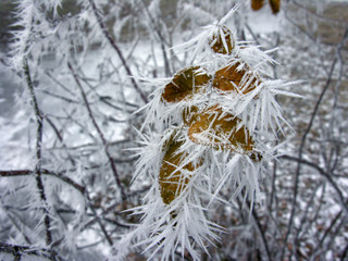 frozen branch  in the winter nature, freezing crystals on the branch 