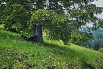 Foggy morning summer landscape with fir trees