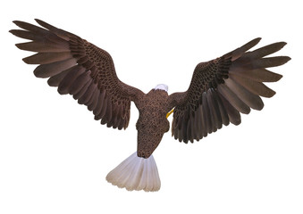 bald eagle attacking on white background top rear view