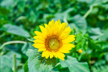 An image from a beutiful summer field full of bright yellow and green sunflowers