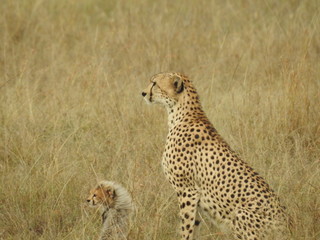 mother cheetah and calf