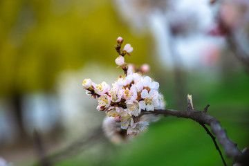 Nice white apricot spring flowers branch on green background nature