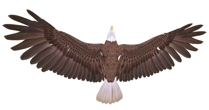 Bald Eagle Floating On White Background Top View