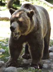 Grimacing face of mature Grizzly bear