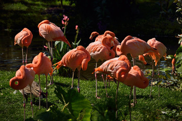 Group of pink Flamingos sleeping while standing on grass next to a pond