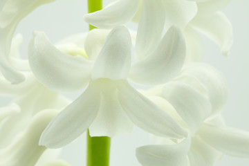 macro view of white hyacinth in white background