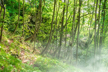 Morning fog in a green forest on a mountainside.