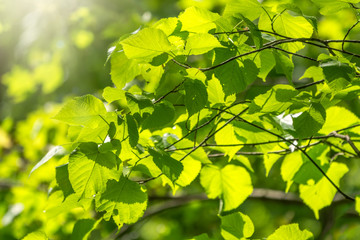 Green leaves of linden Tilia dasystyla on a green background