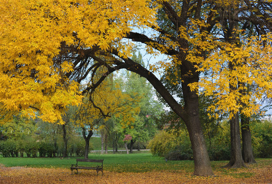 Photography of amazing yellow tree in park