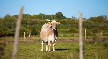 Vache de race à viande en campagne. France